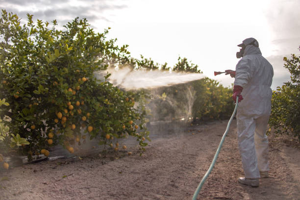 Best Emergency Pest Control  in Morgan City, LA