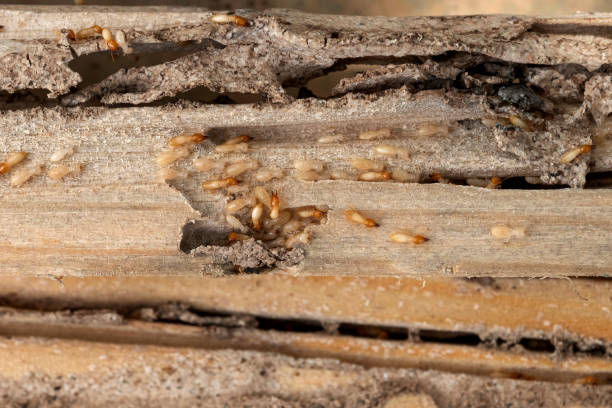 Best Affordable Pest Control Services  in Morgan City, LA