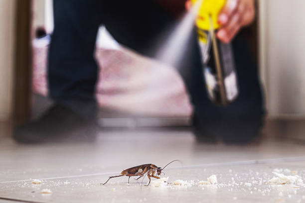 Best Termite Control Services  in Morgan City, LA