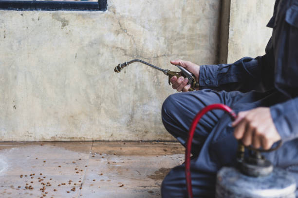 Best Local Pest Control Services  in Morgan City, LA